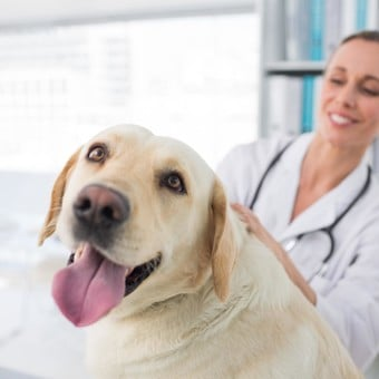 Homeopatía veterinaria